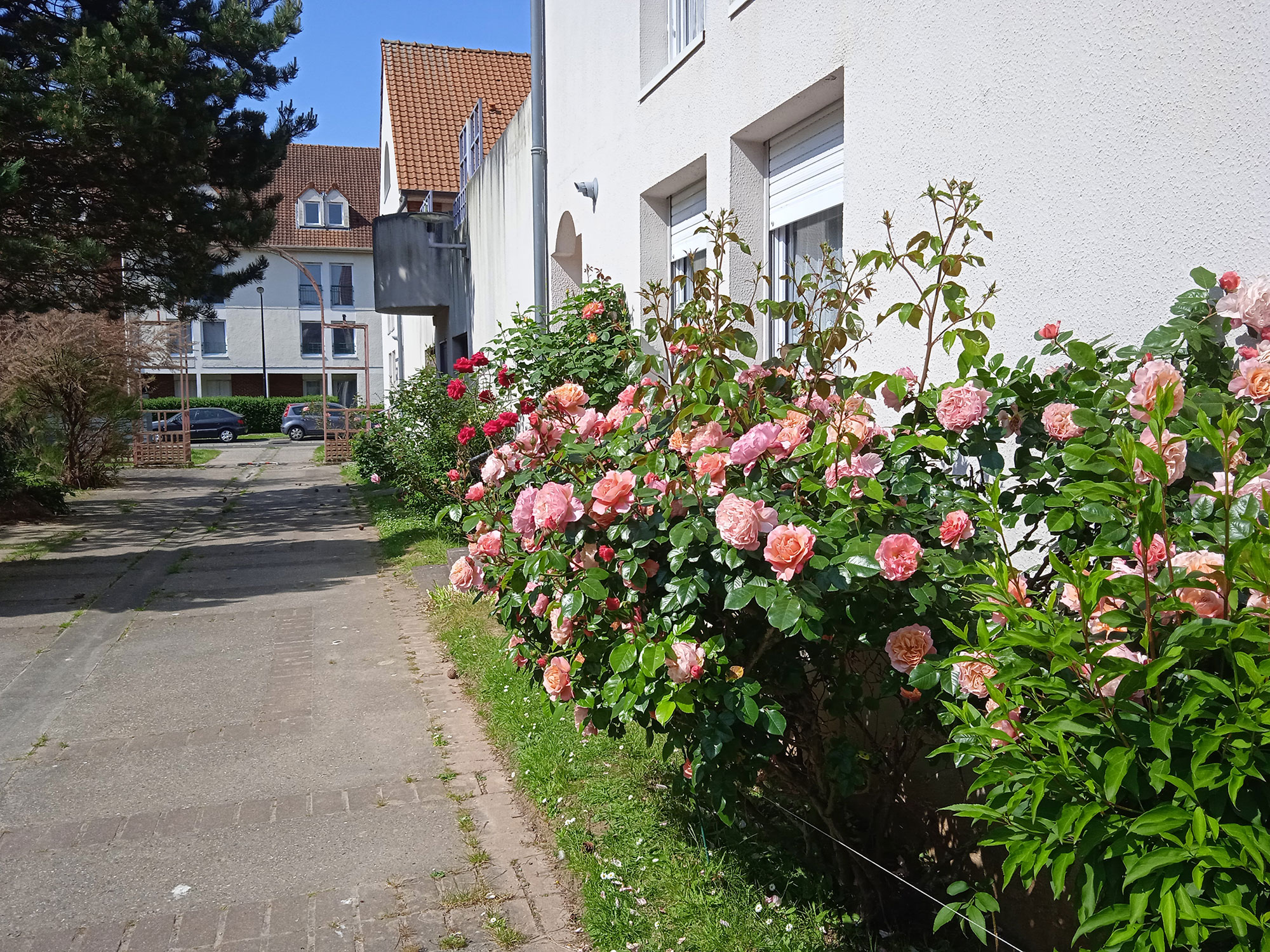 Un trottoir longeant un bâtiment blanc est bordé de rosiers roses et rouges en fleurs. En arrière-plan, on aperçoit des maisons résidentielles et des voitures garées sous un ciel bleu clair.