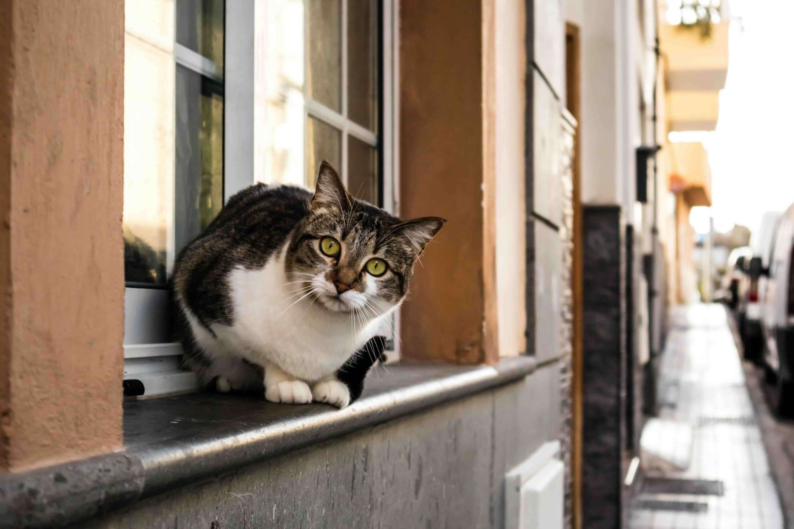 Un chat tigré aux taches blanches est assis sur le rebord dune fenêtre et regarde directement la caméra. Le décor semble être une rue bordée de bâtiments, sous un ciel dégagé.