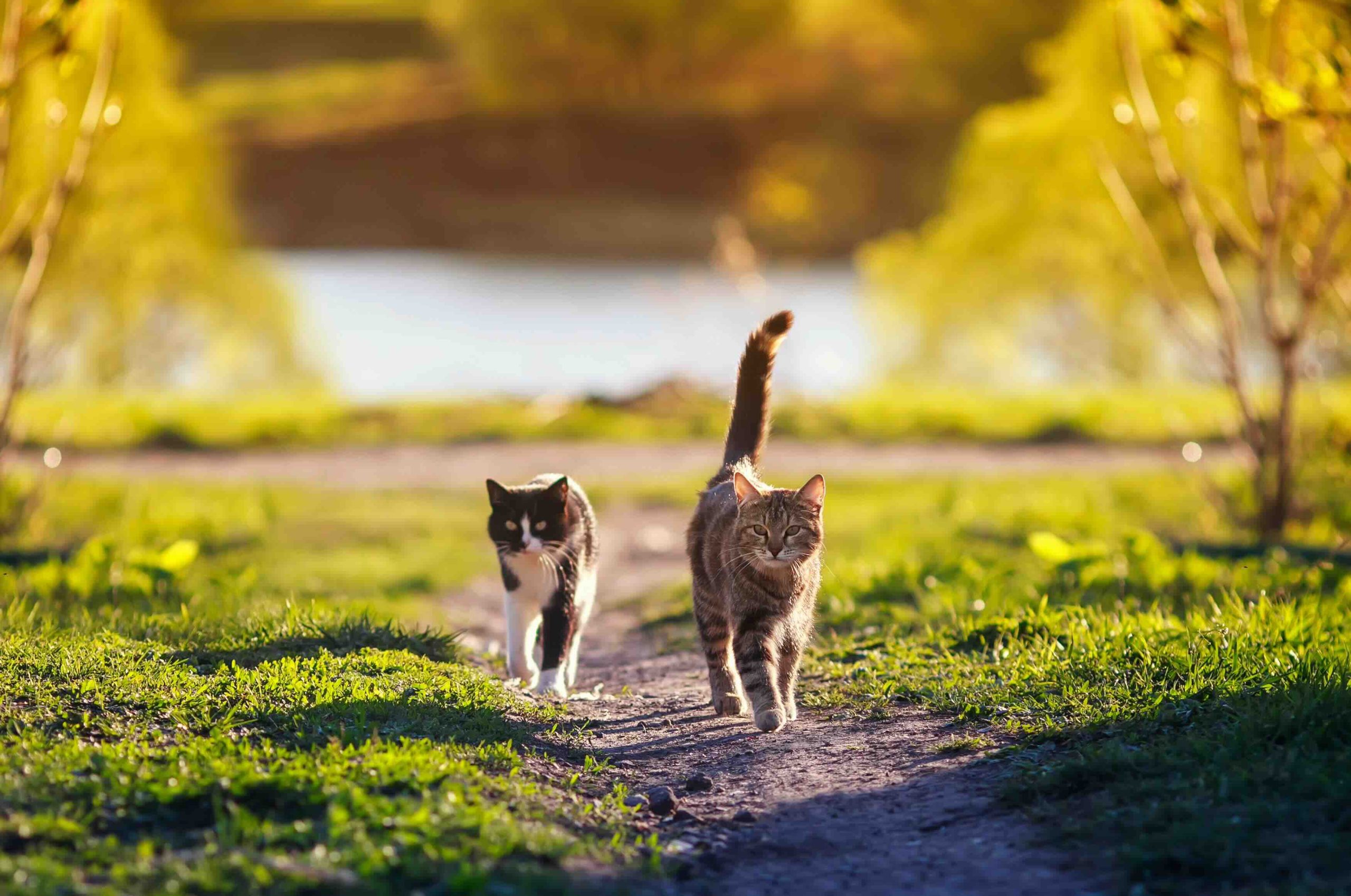 Deux chats marchent sur un chemin ensoleillé entouré d'herbe verte et d'arbres. Le chat de gauche a une fourrure noire et blanche, tandis que le chat de droite est un chat tigré brun. Une étendue d'eau floue est visible en arrière-plan.