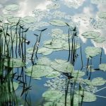 Un étang tranquille avec des nénuphars flottant à la surface. De hautes herbes poussent sur les bords et le ciel nuageux se reflète dans l'eau, créant une scène sereine et naturelle.