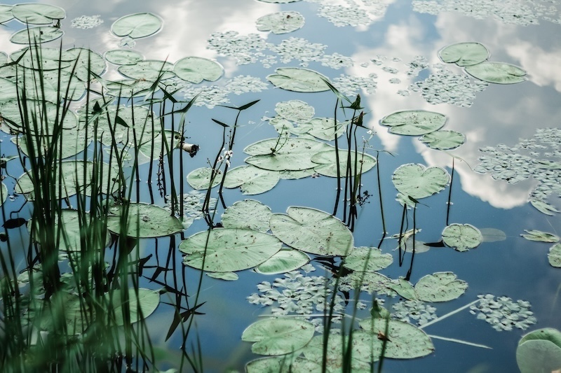 Un étang tranquille avec des nénuphars flottant à la surface. De hautes herbes poussent sur les bords et le ciel nuageux se reflète dans l'eau, créant une scène sereine et naturelle.