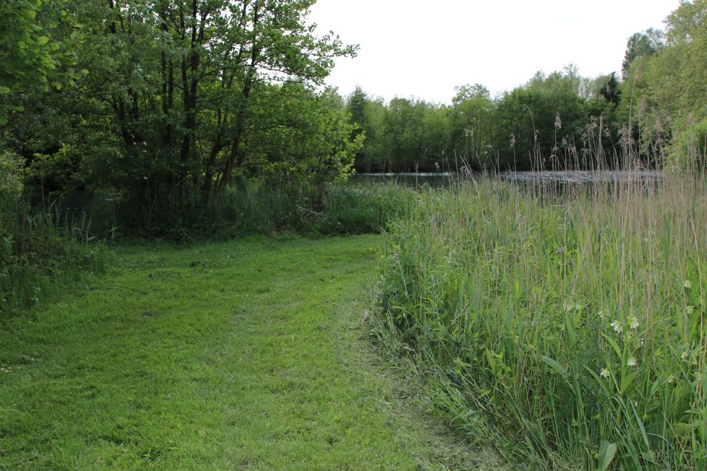 Un sentier verdoyant et luxuriant traverse un parc, bordé d'herbes hautes à droite et d'arbres denses à gauche. Un plan d'eau calme est visible en arrière-plan sous un ciel clair.